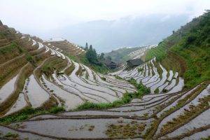 nature, Landscape, Rice Paddy, China