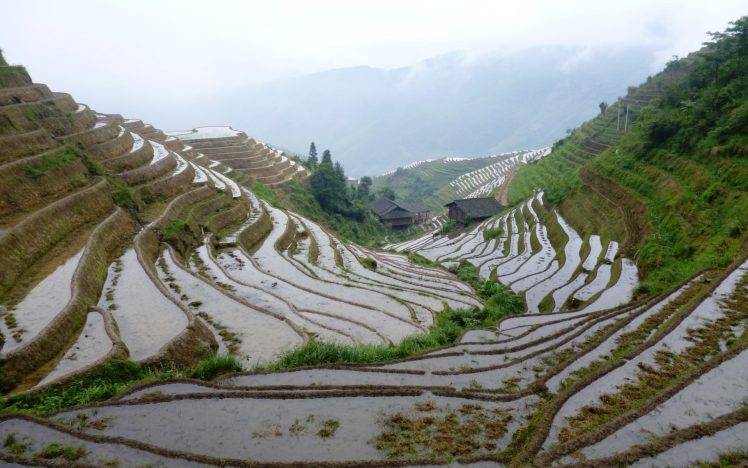 nature, Landscape, Rice Paddy, China HD Wallpaper Desktop Background