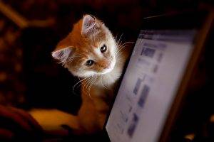 cat, Laptop, Animals