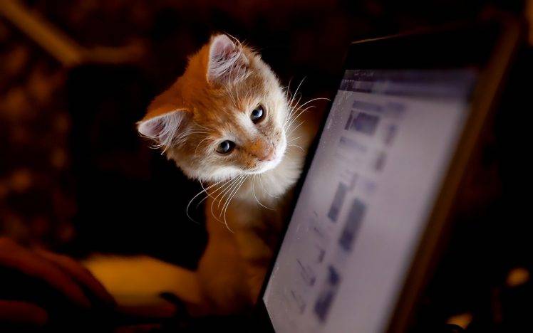 cat, Laptop, Animals HD Wallpaper Desktop Background