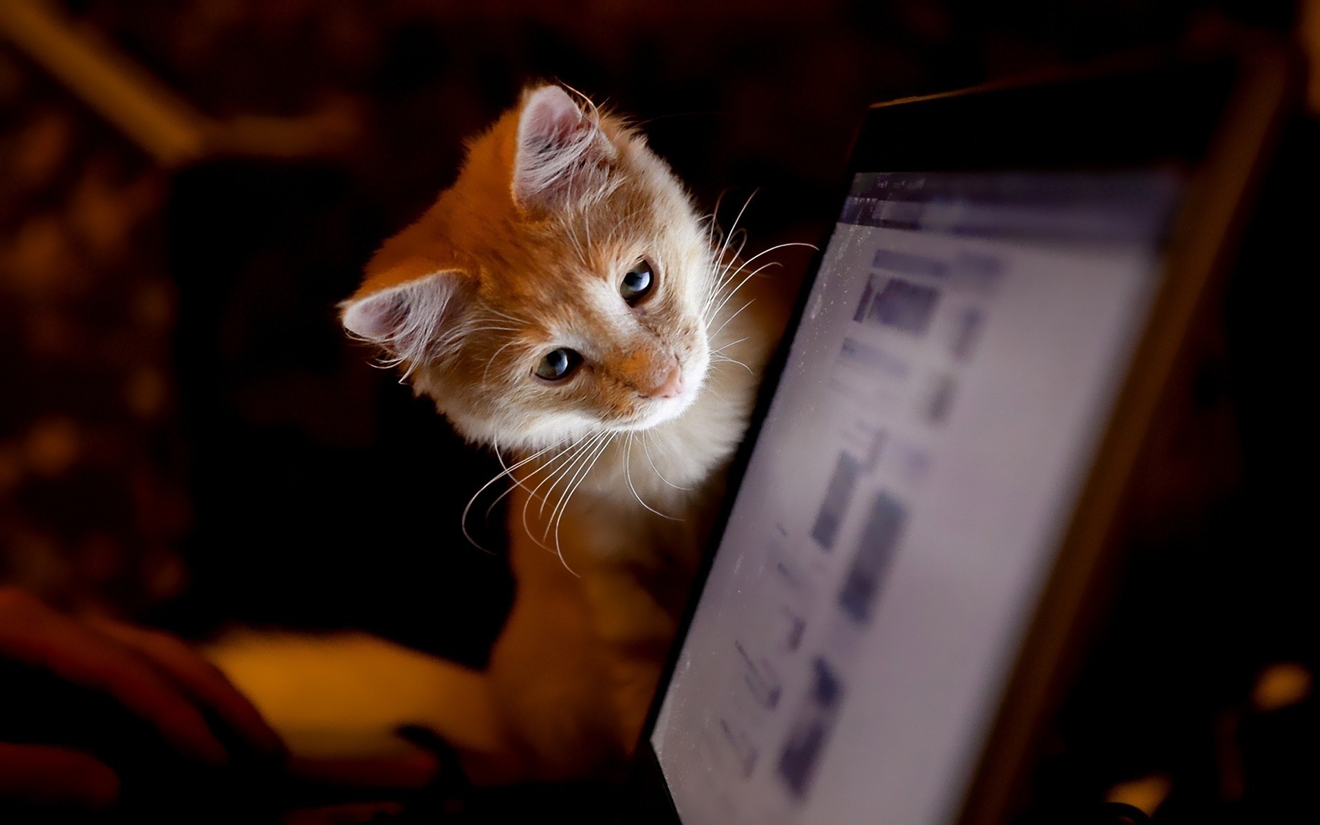 cat, Laptop, Animals Wallpaper