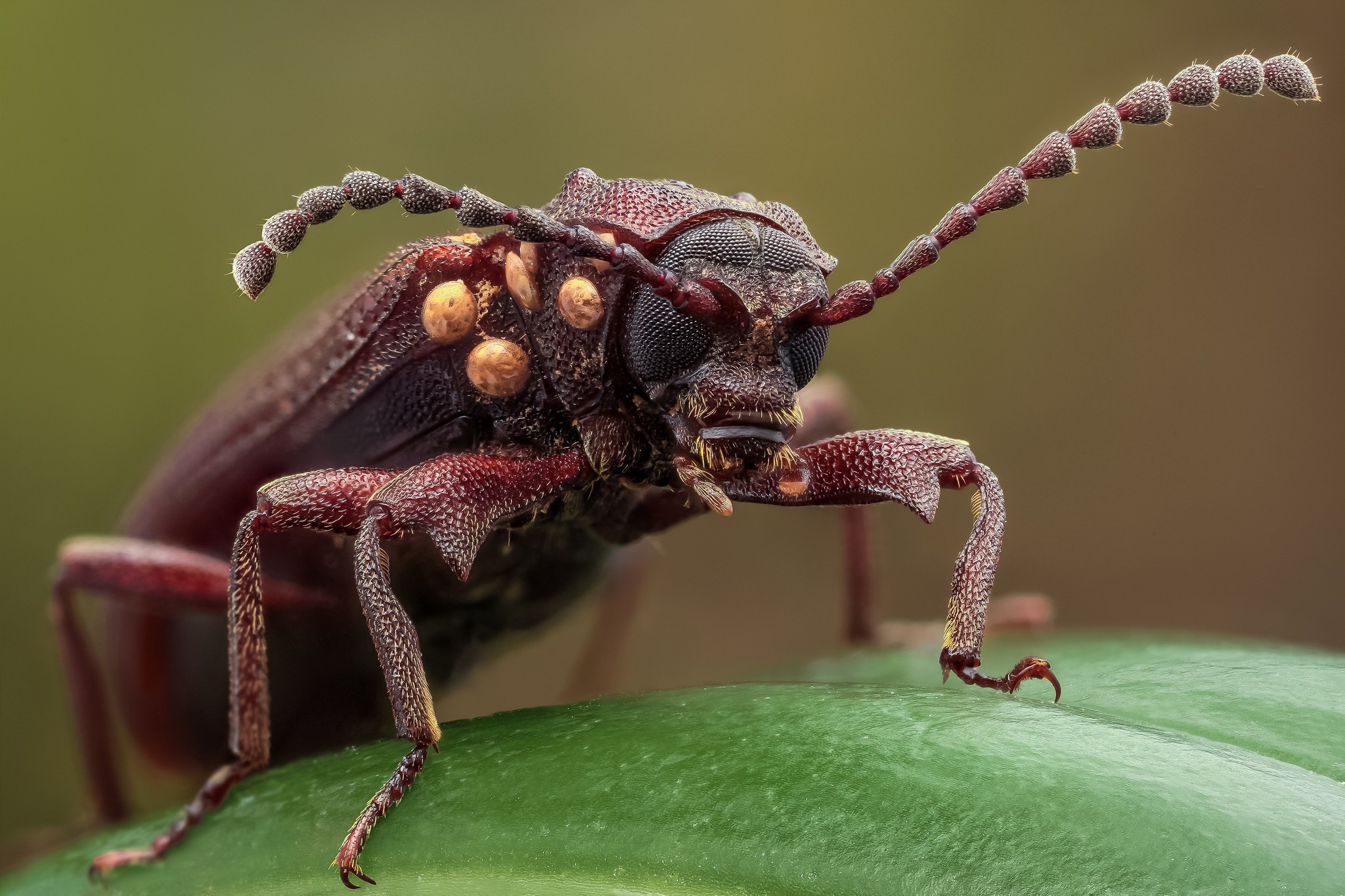 природа насекомое мотыли лист макро животные бесплатно