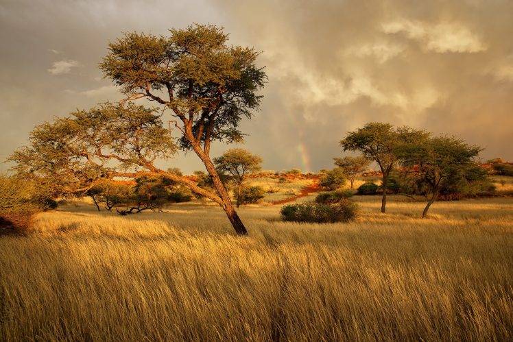 landscape, Africa, Trees HD Wallpaper Desktop Background