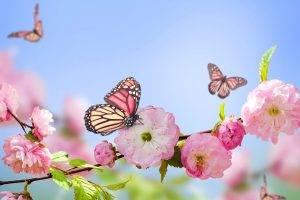 butterfly, Nature, Flowers, Pink Flowers, Blossoms