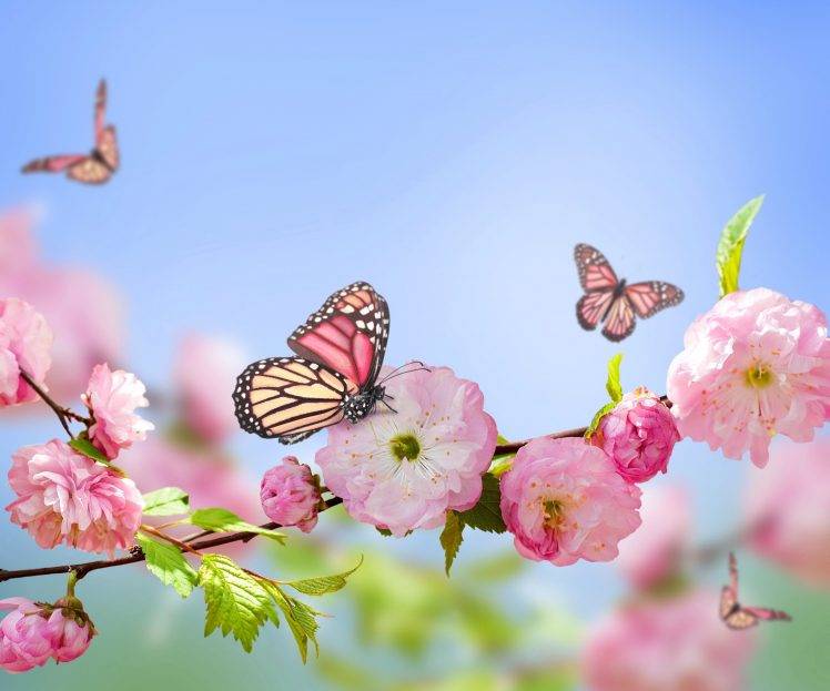 butterfly, Nature, Flowers, Pink Flowers, Blossoms HD Wallpaper Desktop Background