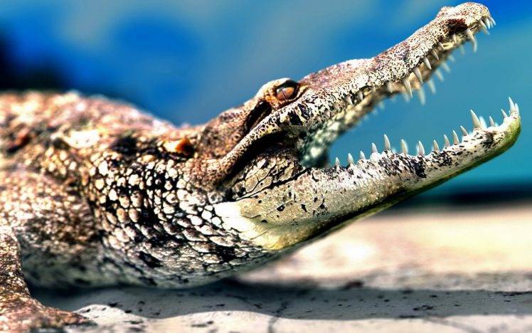 animals, Reptile, Crocodiles, Wildlife, Nature HD Wallpaper Desktop Background