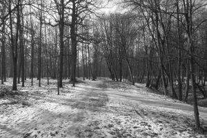 forest, Monochrome, Trees, Winter, Nature