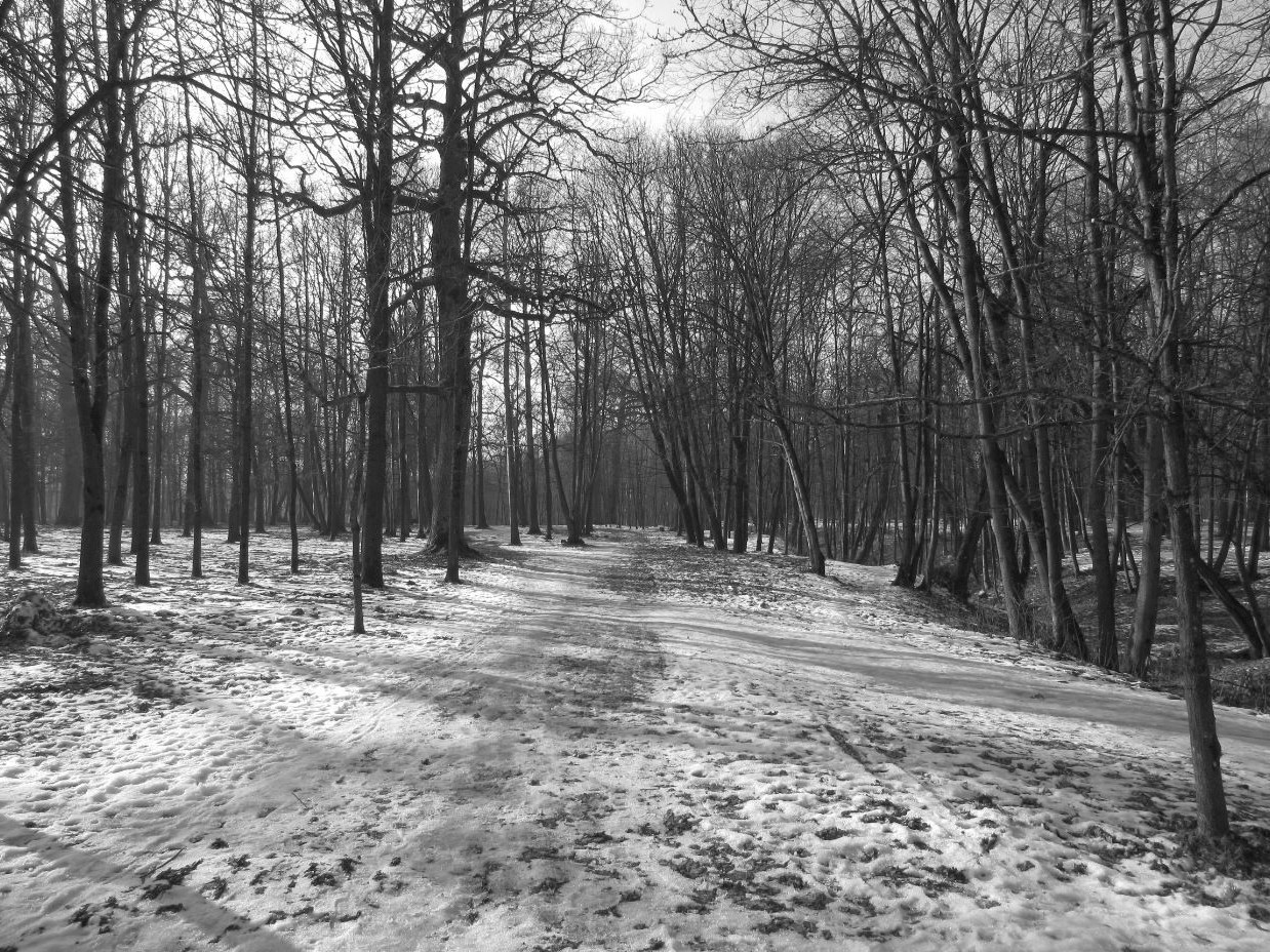 forest, Monochrome, Trees, Winter, Nature Wallpaper