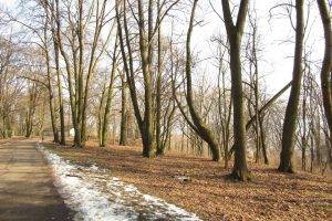 forest, Trees, Winter, Nature