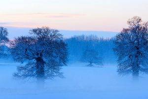 winter, Nature, Landscape, Trees, Seasons