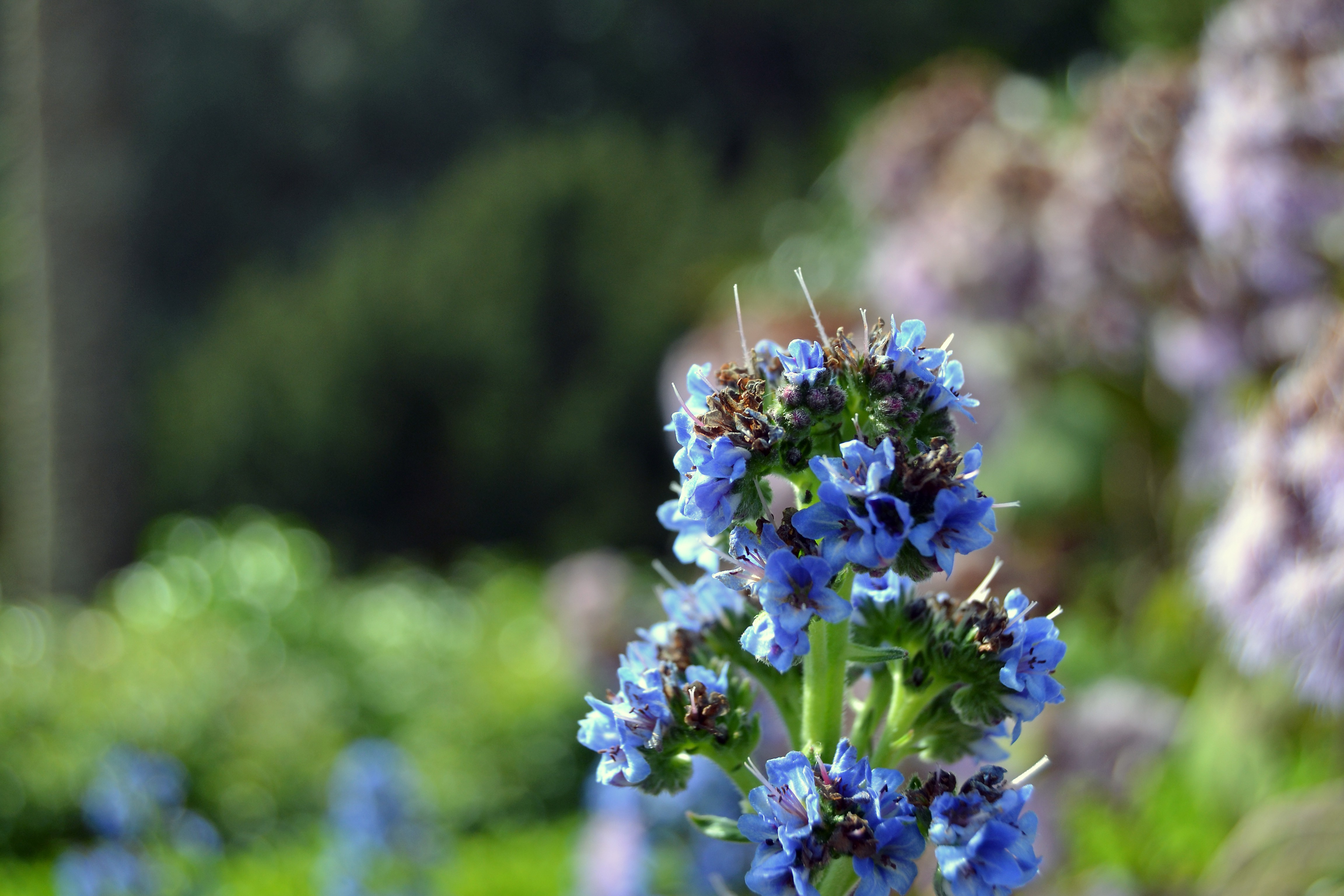 macro, Flowers, Blue Flowers Wallpaper