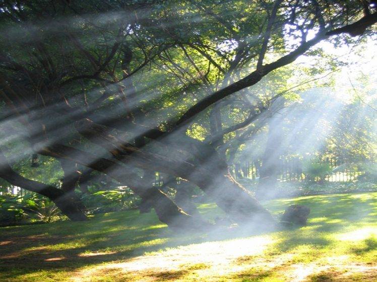 sun Rays, Trees, Nature HD Wallpaper Desktop Background