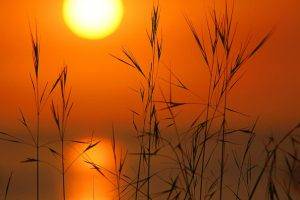 Sun, Sunset, Reeds, Silhouette, Nature