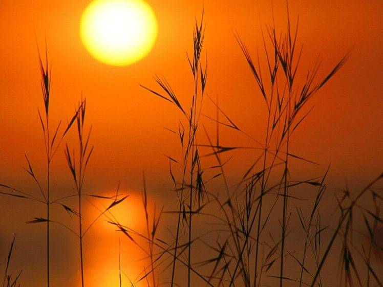 Sun, Sunset, Reeds, Silhouette, Nature HD Wallpaper Desktop Background
