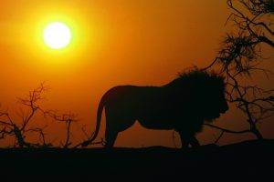 animals, Lion, Sunset, Sun, Silhouette