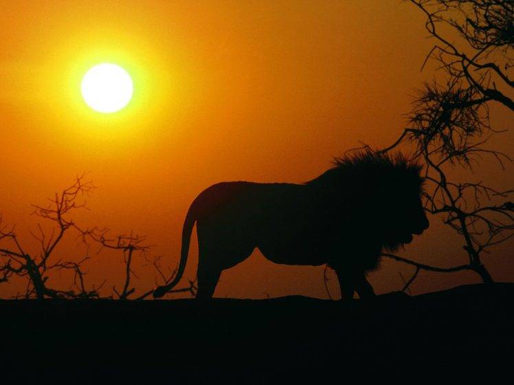animals, Lion, Sunset, Sun, Silhouette HD Wallpaper Desktop Background