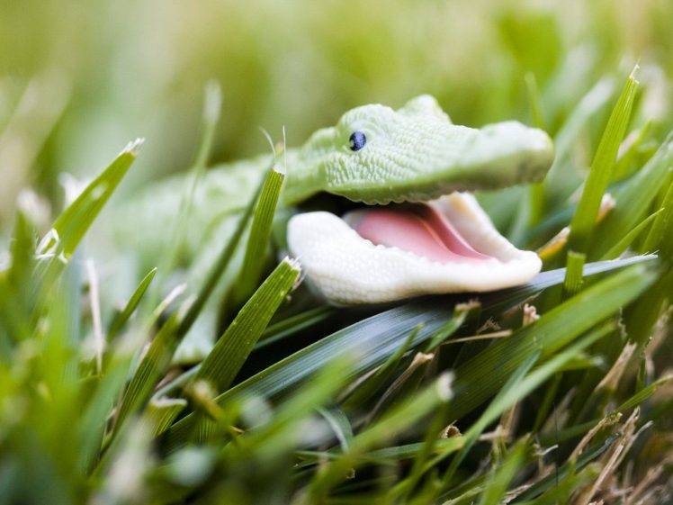 crocodiles, Baby Animals, Grass, Reptile HD Wallpaper Desktop Background