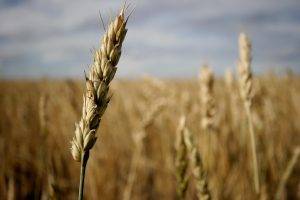 spikelets, Nature, Wheat