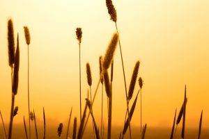 spikelets, Sunset, Nature