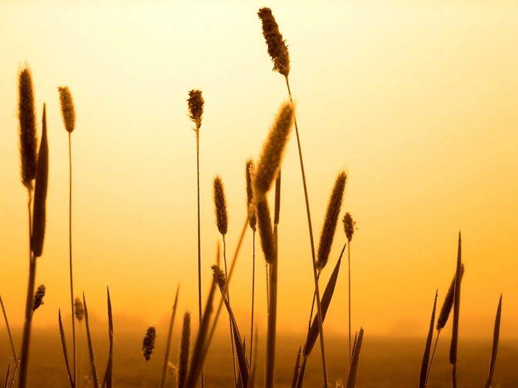 spikelets, Sunset, Nature HD Wallpaper Desktop Background
