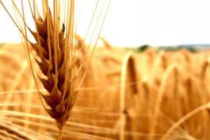 wheat, Nature, Spikelets, Closeup