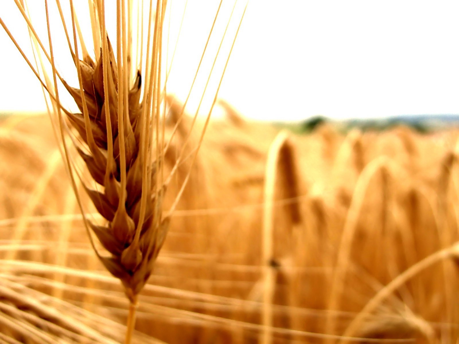wheat, Nature, Spikelets, Closeup Wallpaper