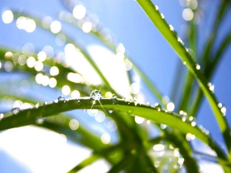 bokeh, Grass, Dew, Nature HD Wallpaper Desktop Background