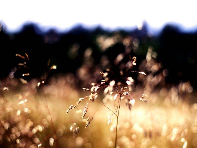 bokeh, Nature, Depth Of Field HD Wallpaper Desktop Background