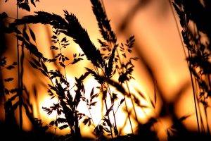 silhouette, Spikelets, Sunset, Nature, Plants