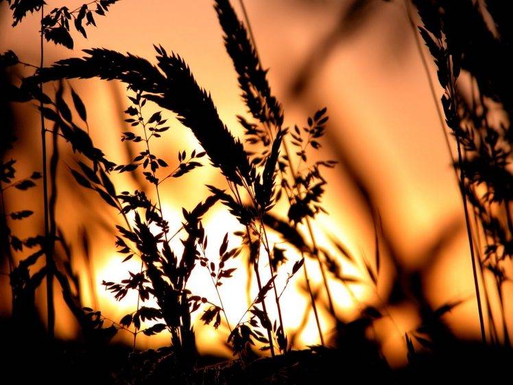 silhouette, Spikelets, Sunset, Nature, Plants HD Wallpaper Desktop Background