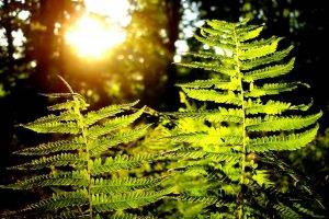 ferns, Plants, Sunlight, Depth Of Field, Bokeh, Nature