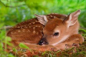 baby Animals, Deer, Animals, Fawns