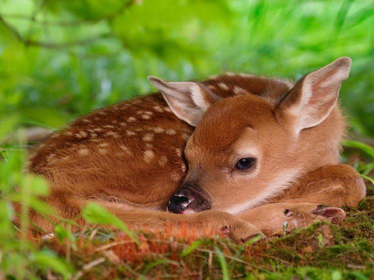 baby Animals, Deer, Animals, Fawns HD Wallpaper Desktop Background