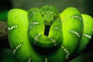 animals, Snake, Boa Constrictor