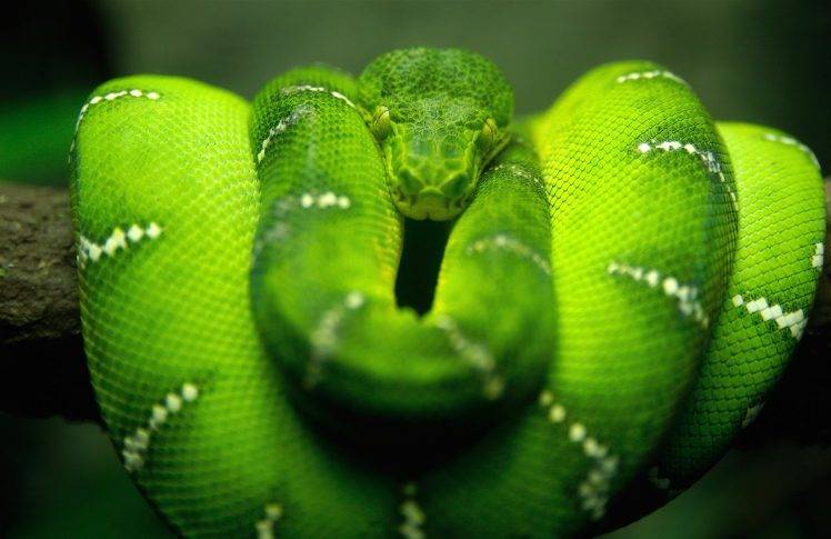 animals, Snake, Boa Constrictor HD Wallpaper Desktop Background