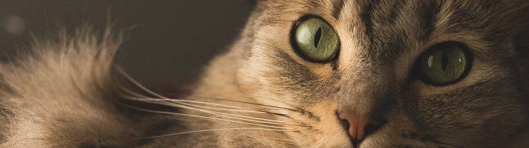 cat, Portrait, Multiple Display, Animals, Green Eyes HD Wallpaper Desktop Background