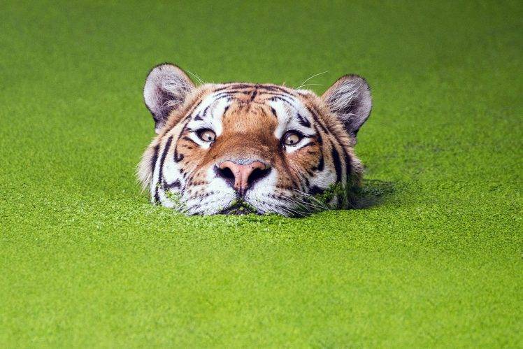 nature, Green, Animals, Tiger, Muzzles, Water, Depth Of Field HD Wallpaper Desktop Background