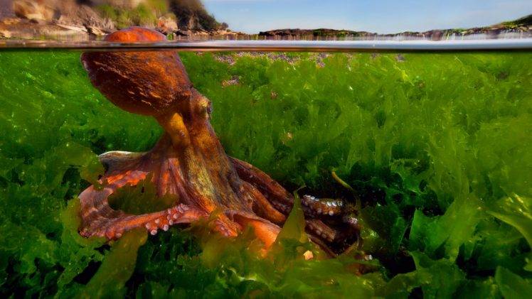 nature, Green, Animals, Octopus, Plants, Water, Underwater, Rock, Blurred, Split View HD Wallpaper Desktop Background