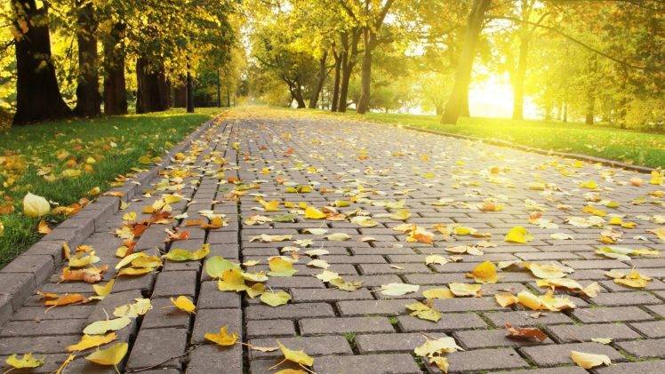 leaves, Path, Sunlight, Trees, Nature HD Wallpaper Desktop Background