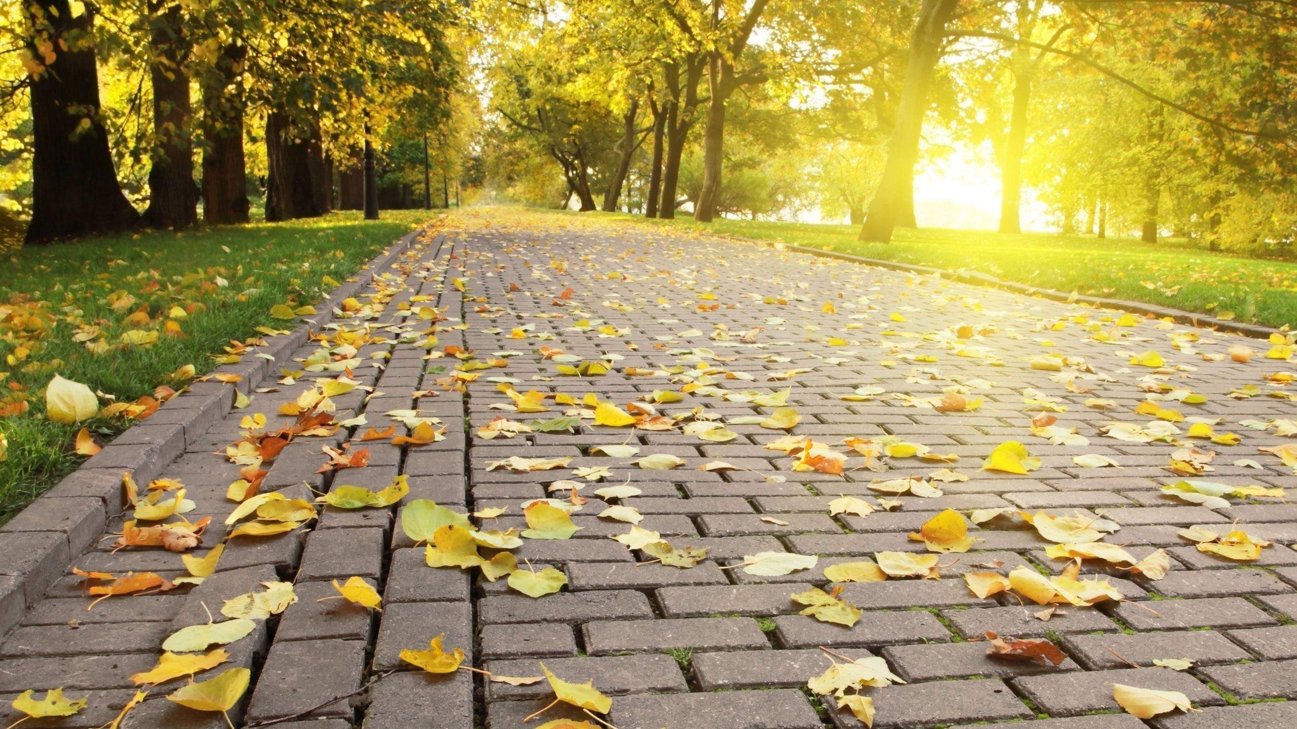 leaves, Path, Sunlight, Trees, Nature Wallpaper