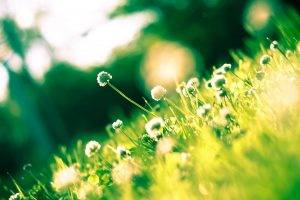 nature, Flowers, Grass, Bokeh