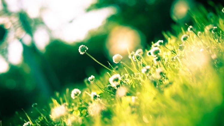 nature, Flowers, Grass, Bokeh HD Wallpaper Desktop Background