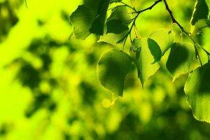 nature, Leaves, Bokeh, Green