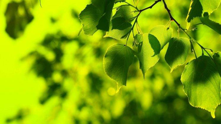 nature, Leaves, Bokeh, Green HD Wallpaper Desktop Background