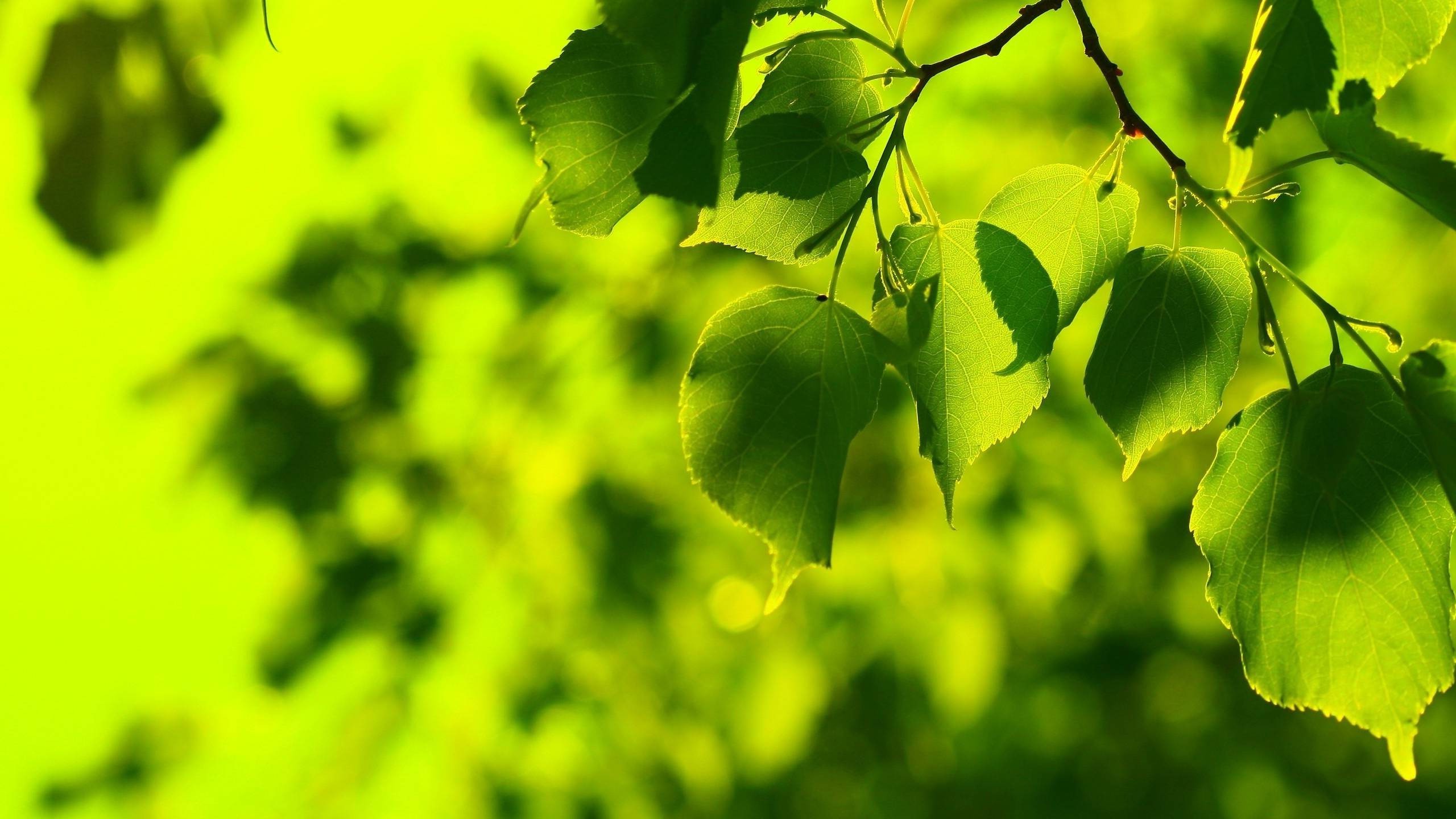 nature, Leaves, Bokeh, Green Wallpaper