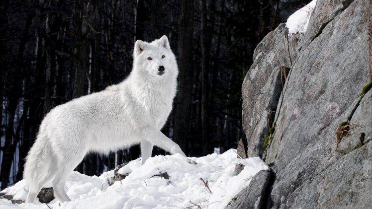 artic Wolf, Animals HD Wallpaper Desktop Background
