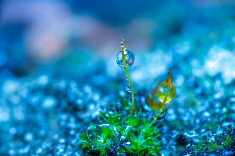 photo Manipulation, Nature, Macro, Colorful, Green, Blue, Depth Of Field, Water Drops, Plants HD Wallpaper Desktop Background
