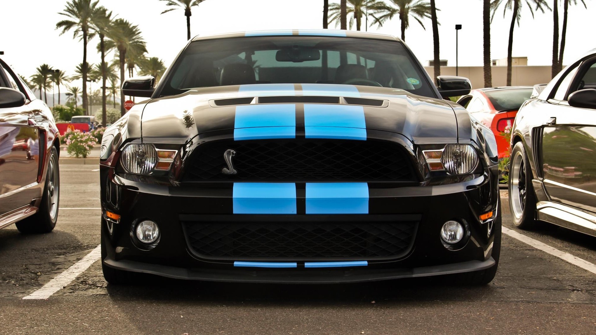 Shelby GT500, Ford Shelby GT500 Wallpaper