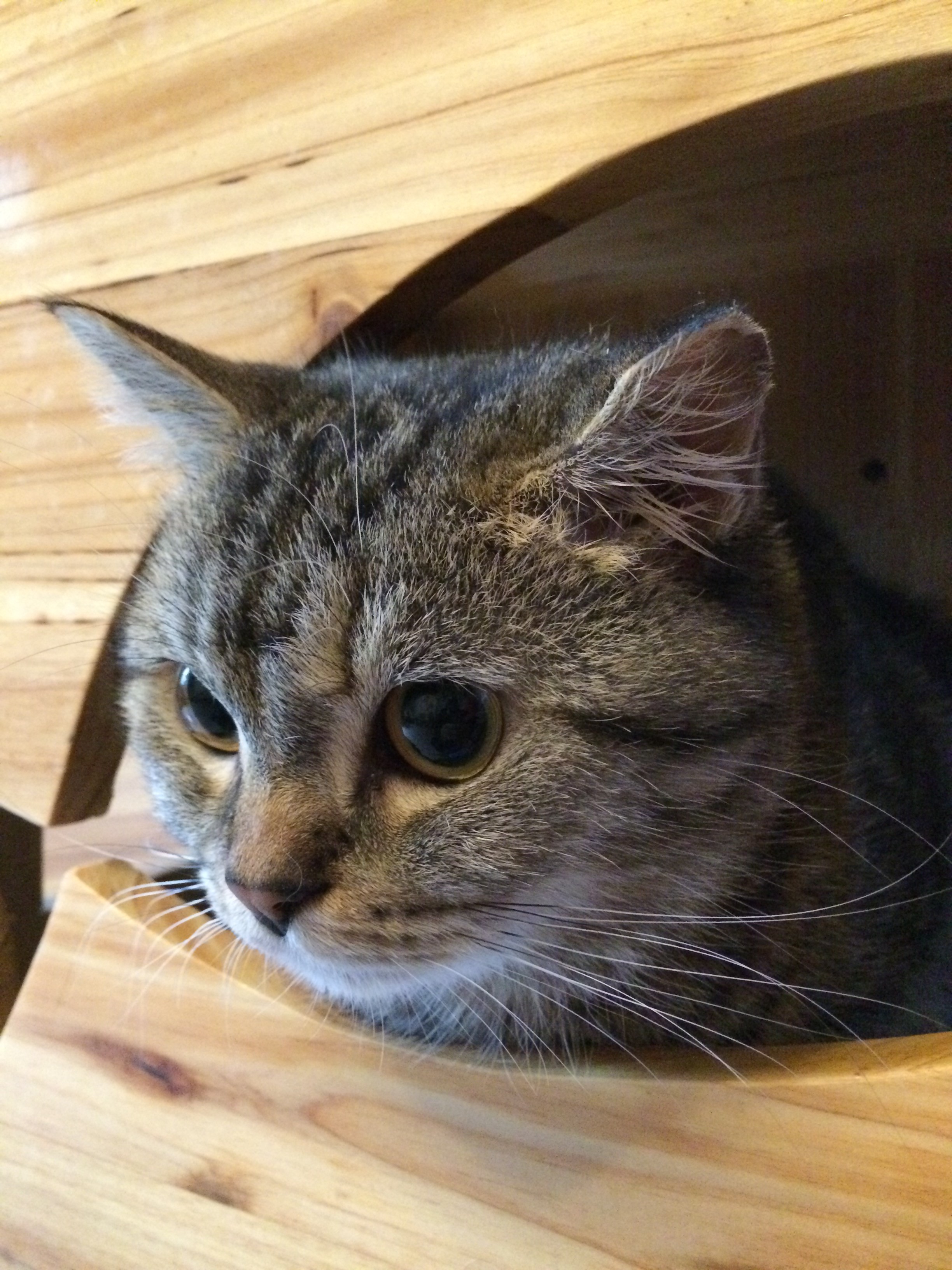 animals, Cat Wallpaper
