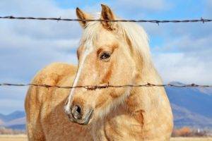 horse, Barbed Wire, Animals
